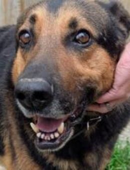 Traumhund Pluto sucht seine Familie - München