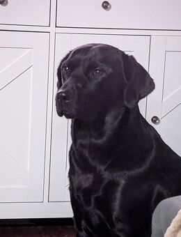 Dringend Labrador Dame - Schwabach