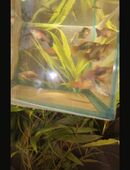 Platy Blau/ Orange in 83104