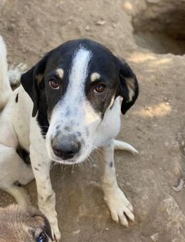 Malerischer Picasso - Beckingen