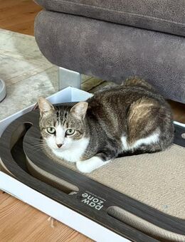 Noch etwas schüchterner Kater SUCI 4 J. - Stelle