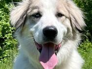 Ollie, liebevoller verschmuster Junghund - Dittelbrunn