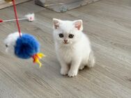 BKH Kitten mit Stammbaum in silver-shaded-point - Menden (Sauerland)