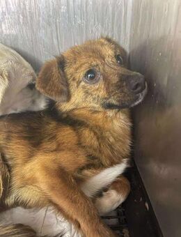 B712 Rüde wurde gerettet 🐕 - Neuberg