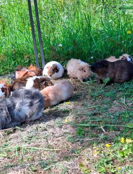 Meerschweinchen zu verkaufen - Großefehn