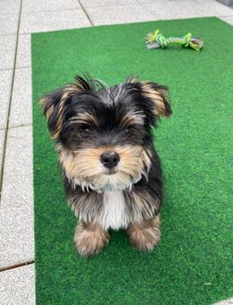 Yorkshire Terrier-Welpe sucht liebevolles Zuhause - Wentorf (Hamburg)