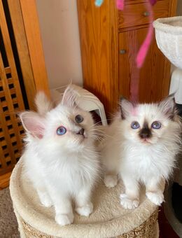 Wunderschöne Heilige Birma Kitten mit Stammbaum suchen ein schönes zu Hause. - Heeßen