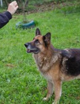 LOIC - Senior mit richtigem Elan - Overath
