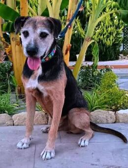 Triku seine Vermittlung ist dringend!!! - Laatzen