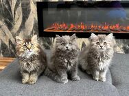 3 BLH Britisch Langhaar Kitten - Schmelz