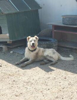 Teddy sucht besondere Menschen - Beckingen