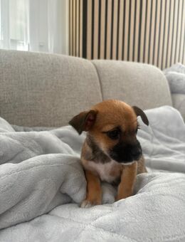 Malteser mix Welpen - Bremen
