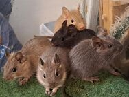 Degu Weibchen - Sonnenbühl