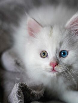 Maincoon kitten - Mellrichstadt