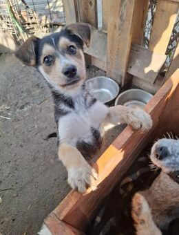 Marley - ein fröhlicher Junghund - Rambin