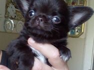 Reinrassige Chihuahua Welpen, Typvoll, lang Haar - Hannover Mitte