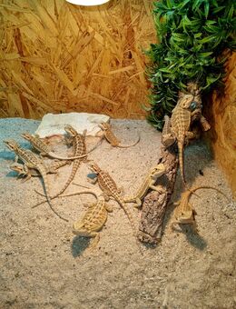 Farb Bartagame Jungtiere ( pogona vitticeps) - Offstein