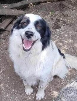 Piui ...ein toller Hund sucht - München