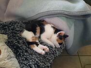 Dreifarbige Glückskatze, Kitten, Babykatze, Katze, 13 Wochen - Brilon