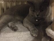 BKH Kater 1.Jahr liebevolles Zuhause gesucht - Bad Säckingen