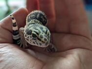 Leopardgecko F2 het. Blizzard 0.1 - Rostock