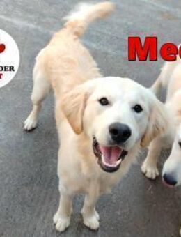 hübscher Golden Retriever Medo sucht... - Margetshöchheim