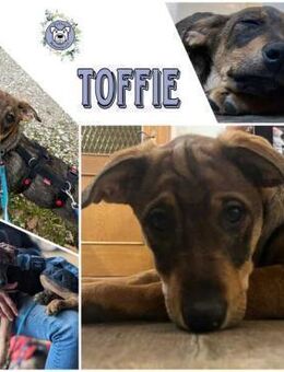 TOFFIE * Gute-Laune-Welpen-Junge - Duisburg