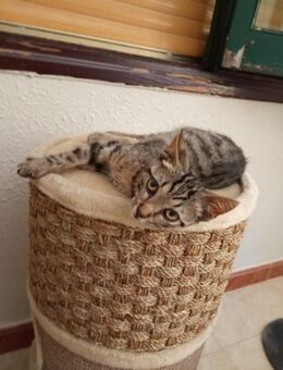 Getigerter kleiner Kater Billy - Bad Camberg