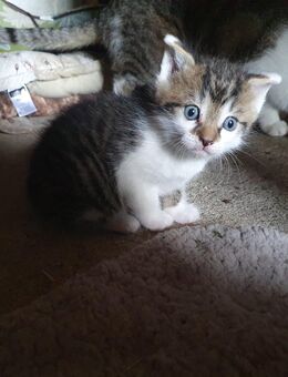 Katzen abzugeben - Halberstadt