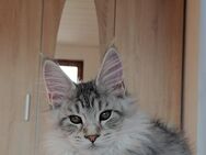 Maine Coon Kitten mit Stammbaum, C Wurf (WCF) - Metzingen