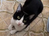 EHK Mix Katze sucht neues Zuhause - Schrobenhausen