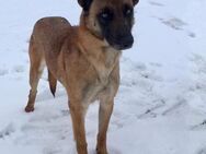 RITA sucht Schäferhund-Fans - Weiterstadt