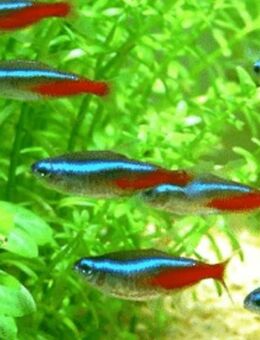 Gebe Schöne Neon Tetra ab - Paderborn