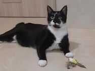 Kikon, ganz lieber Kater - Ingolstadt