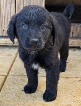 Welpenbub Arjun 🖤 - Laufen