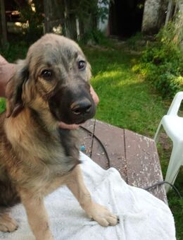 Rhodesian Ridgeback Mixe abzugeben - Schkeuditz Zentrum