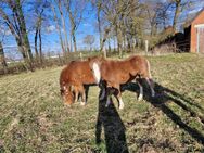 Welsh A Hengst (Jährling) zu verkaufen - Metelen