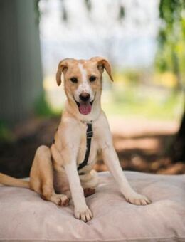 Bounty - fröhliche Zuckerschnute - Berlin