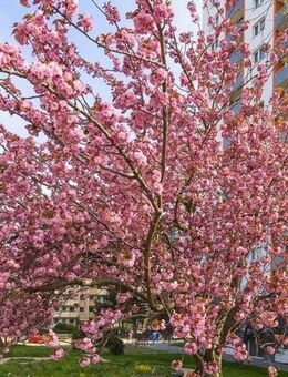 Große 3 Raumwohnung mit Balkon! - Dresden