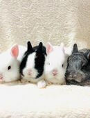 Farbenzwerge Baby Häschen Zwergkaninchen in 81377