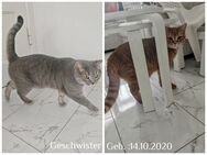 2 Britisch Kurzhaar Kater - Berlin Neukölln