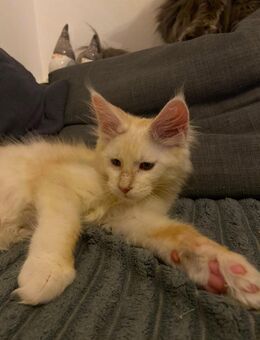 Alvin Maine Coon - Essen