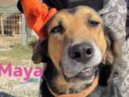 Maya 07/20 - Traumhündin sucht Familie - Heppenheim (Bergstraße)