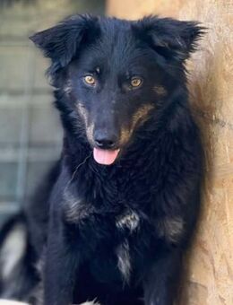 ✨🐶 Nanouk 🐶✨ - Meuselwitz