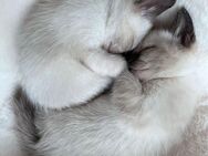 Siam Kitten - Berlin Reinickendorf