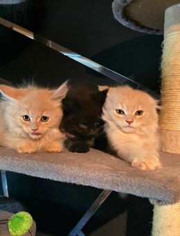 Maine-Coon-Kitten - Mannheim