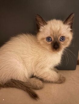 Siam katze - Duisburg
