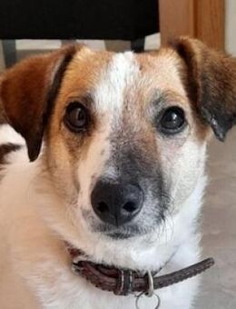 MIRKA sucht Geborgenheit - Gefrees