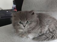 Süße BLH Kitten - Bielefeld Schildesche