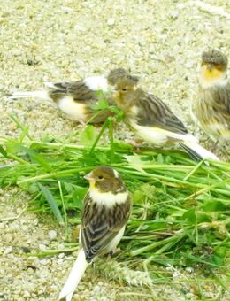 Gloster- Kanarienvögel - Eisenberg (Thüringen)